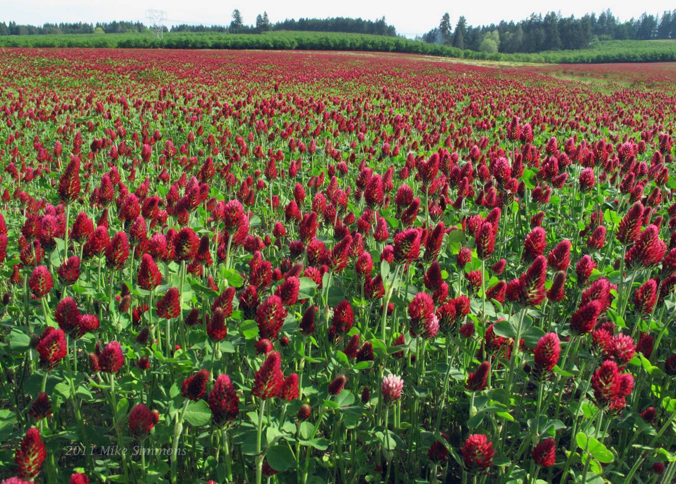 4 Crimson Field|2 lombrico web|KONICA MINOLTA DIGITAL CAMERA
